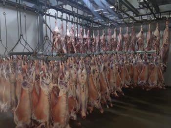 South African Lamb Origin South Africa Type Chilled and Frozen Beef Place of Origin South Africa Product Type Lamb And Mutton - MHS Group - Egypt