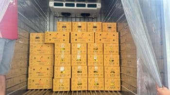 Thai Mango (Nam Dok Mai) Organic Fresh Origin Thailand Fruit Type Mango Certifications GMP, Gmp Shipment Frequency Weekly - Junite Co., Ltd. - Thailand
