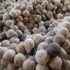 Semi Husked Coconut - PT. DONYA TRANS NUSANTARA - Indonesia