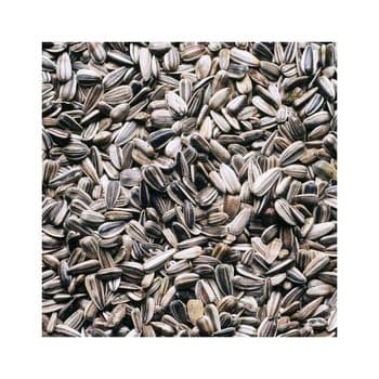Low price Sunflower Seeds bulk supply wholesale high nutrition export ready Wholesale Sunflower Seeds - MASI TRADING GMBH - Germany