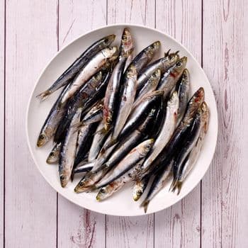 Frozen Sardine Fish Rich In Protein And Omega 3 Content For Food Service Providers And Wholesale Seafood Supply - TOSOH INTERNATIONAL - South Africa