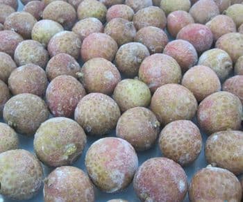 Frozen lychee Shelf Life 1 Year Flavor Natural, Icy Seasonality All Year Processing Method Iqf Ingredients 100% Lychee Lychee Variety Thieu - Toan My International Trading Investment Joint Stock Company - Vietnam