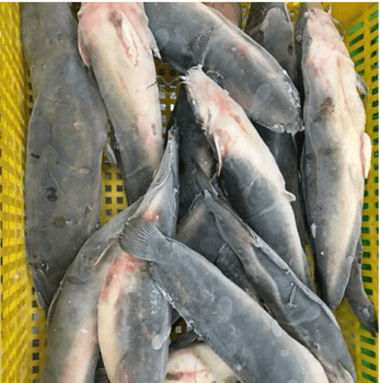 Fresh Catfish Species African Clarius Country Of Origin Tanzania Packaging Type Bulk Packaging With Ice Certifications Tbs, Ifs, Iso, Kosher, - FARMINGTON GROUP LIMITED - Tanzania