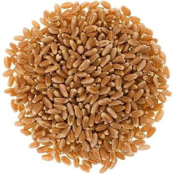 Premium Wheat Grain For Bulk Agricultural Supply With High Purity Standards And Reliable Export Ready Quality Assurance - TOSOH INTERNATIONAL - South Africa