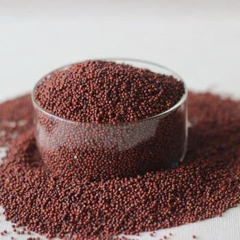 Millet - Climaton Limited - Kenya