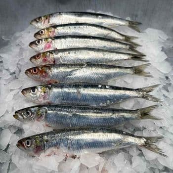 Frozen Sardine Fish Carefully Processed And Rapidly Frozen For Seafood Distribution And International Buyer Demand - TOSOH INTERNATIONAL - South Africa