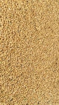 Yellow Millet Purity 99% Color Biscuit Color Cleaning Method Machine Cleaned Packaging Options 25kg, 50kg, 1mt, Bulk - Quessentials Pvt Ltd - India