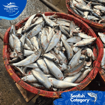 Frozen Sardine Fish Whole Round Size 60-150 Gr/pc Fob Price 1,20 Usd/kg Packing Block 10 Kg X 2 / Carton 20 - Viet Sea Fish Ltd., Co. - Vietnam