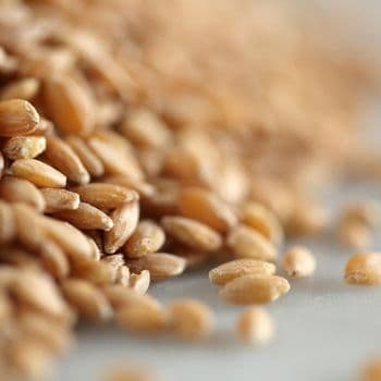Wheat Grain For Bulk Commodity Supply Offering Superior Kernel Strength Natural Freshness And Export Ready Condition - TOSOH INTERNATIONAL - South Africa