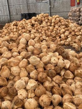 Dried Coconut Organic Yes Origin Vietnam Degree Of Maturity Mature Degree of Processing Dried Processing Type Full-husked - Phu Cuong Export Import Services Consultance Trading - Vietnam