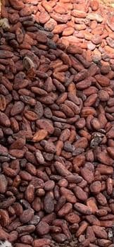 Cacao Consistency Guaranteed Flavor Profile Fine-flavor Traceability Fully - Warehouse  - Guinea