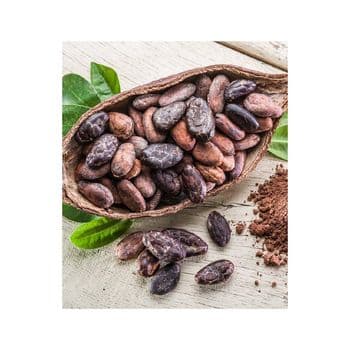 Best Quality Wholesale Cocoa Bean For Sale In Cheap Price Origin Cameroon Bean Type Forastero Degree of Processing Roasted - BMU TRADING GMBH - Germany