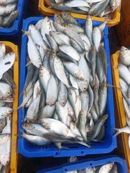 Frozen Sardine Fish Whole Round Size 60-150 Gr/pc Price Per Kilogram 1,20 Usd/ Kg Packing Block 10 Kg X 2 / Carton 20 - Viet Sea Fish Ltd., Co. - Vietnam