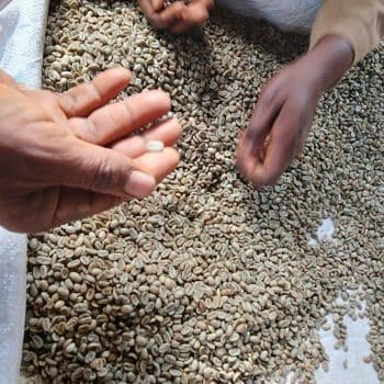 Coffee Bean (Arabica and Robusta) Type Coffee Bean (Arabica and Robusta) - ALMAHBUB INTEGRATED EXPORT LTD - Nigeria