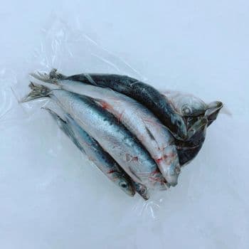 Frozen Sardine Fish Premium Whole Round Selection For Bulk Food Supply With Natural Freshness And Reliable Quality - TOSOH INTERNATIONAL - South Africa
