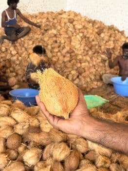 Fresh semi husked coconut from india Form Whole Organic Yes Origin India Degree of Processing Fresh - Hanumante Exports - India