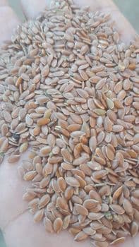 Flax seeds Purity 97% Moisture Content 6–8% Color Uniformity Uniform Color Size Consistency Consistent Size Primary Applications Oil Production, Flour Production, Feed Mixtures, Health-oriented Food - TOO EXPORT ASIA - Russian Federation