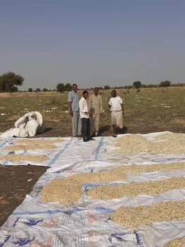 Pumpkin seeds Packaging Will be - ود رفيق - Sudan