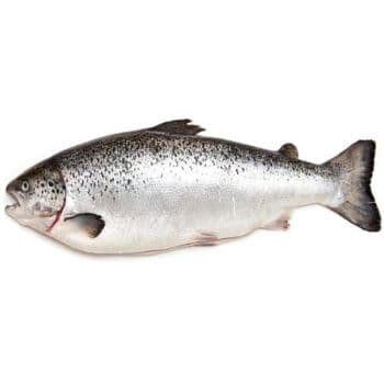 Frozen Salmon Fish Deep Chilled Premium Catch Maintaining Natural Flavor Profile For Worldwide Seafood Importers - TOSOH INTERNATIONAL - South Africa