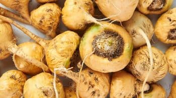 Maca powder Form Powders Main Component Maca Color Yellow, Red, Black Features Gluten-Free, Organic Processing Method Gelatinized / Raw - CPX PERU - Peru