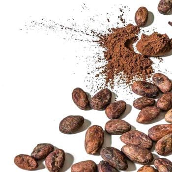 Fermented Cocoa Bean With Strong Flavor Development And Clean Processing For Premium Ingredient Applications - TOSOH INTERNATIONAL - South Africa