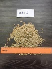 Oats Maximum Humidity 13.5% Maximum Mix Content 5% Maximum Other Impurities 2% Minimum Protein Content 12% Maximum Aflatoxin Level 20 - Auto petroleum - China