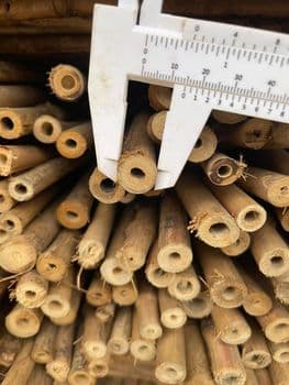 Bamboo Pole Shape Pole Material Bamboo Storage Type Bulk Shelf Life 2 Years Place Of Origin Vietnam Length 3–4 M, 5–6 M, 10 M - 99 GOLD DATA - Vietnam