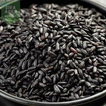 Kobe Instant Rice Mixed Seasoning -  Theobromindo Cipta Karya  - Indonesia