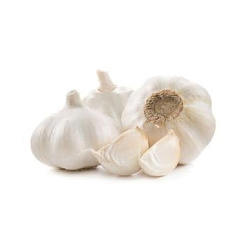 Fresh garlic for restaurants hotels and commercial kitchens Bulk fresh garlic supply for wholesalers and distributors White fresh garlic with uniform size and premium quality grading Fresh garlic for making sauces pickles and spice blends - SATTER FOOD AND BEVERAGE - Netherlands