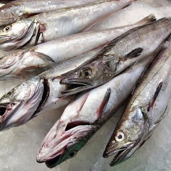 Frozen Hake Fish Deep Ocean Harvest Product With Tender Texture Premium Quality Standards And Secure Frozen Logistics - TOSOH INTERNATIONAL - South Africa