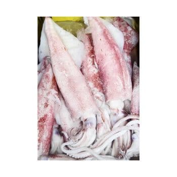 Frozen Fresh Illex Squid Premium Whole Catch Prepared For Frozen Seafood Supply Supporting High Volume Buyer Demand - TOSOH INTERNATIONAL - South Africa