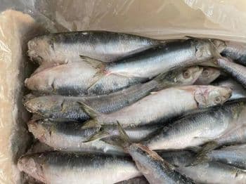  BQF Sardine Fish Whole Round Frozen Sardine - GOLDEN STAR BV - South Africa