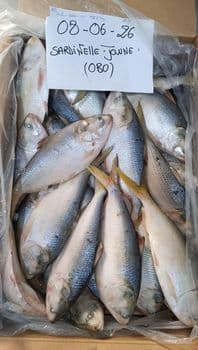 Sardinelle Joune[Hilsa] Cut Whole Round Freshness Level Frozen Degree of Processing Unprocessed Features No Artificial Flavors, No Preservatives, Without Colourants - Atlantic Seafood Mauritania - Mauritania