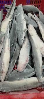 Frozen Whole Catfish Type CIF/FOB Texture Natural Flavor Natural Flavor Packaging Vacuum-packed Preparation Status Cleaned, Gutted, And Ready To Cook - malter group - Tanzania