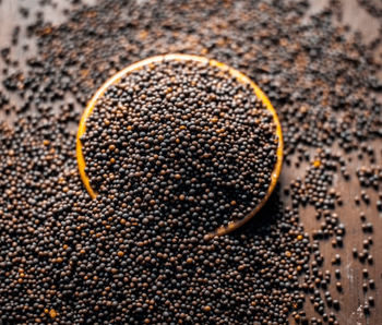 Mustard Seeds - Veltrivo Exports & Imports - India