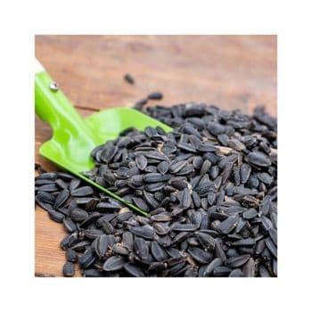Wholesale Sunflower Seeds cheap price bulk supply fresh and natural kernels Bulk supply Sunflower Seeds - MASI TRADING GMBH - Germany
