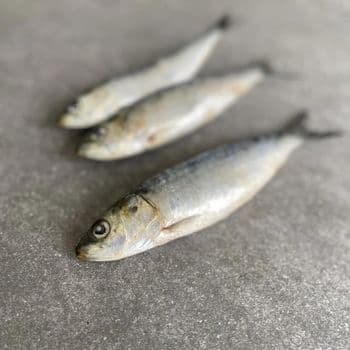 Frozen Sardine Fish High Freshness Preservation With Advanced Freezing Process For Importers And Distributors - TOSOH INTERNATIONAL - South Africa