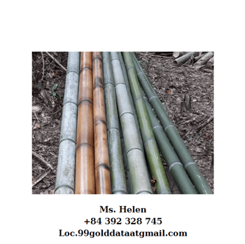 BAMBOO POLE FOR OUTDOOR CONSTRUCTION  Packaging Details BUNCH IN PP - 99 GOLD DATA - Vietnam