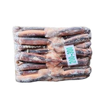 Frozen Fresh Illex Squid Selected Ocean Catch With Premium Handling Standards For Frozen Seafood Distribution Buyers - TOSOH INTERNATIONAL - South Africa