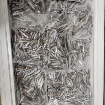 Frozen Sardine Fish Export Ready Selection With Uniform Size And Clean Handling For Diverse Market Demand - TOSOH INTERNATIONAL - South Africa