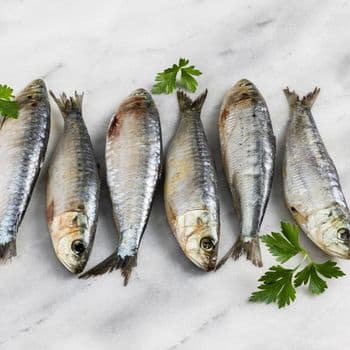 Frozen Sardine Fish Nutritious Seafood Choice With Strong Texture And Natural Taste For Bulk Purchase - TOSOH INTERNATIONAL - South Africa