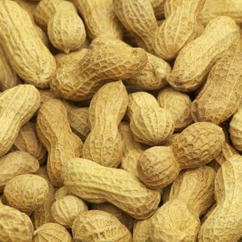 Peanuts Premium Harvest Selection Delivering Strong Kernel Quality For Import Export And Wholesale - TOSOH INTERNATIONAL - South Africa