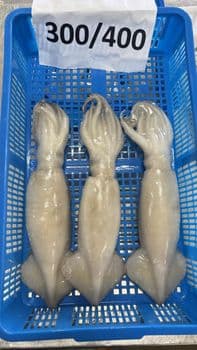 Wild Caught Frozen Squid Processed Seafood Frozen Squid For International Food Distribution And Bulk Seafood Supply - TOSOH INTERNATIONAL - South Africa