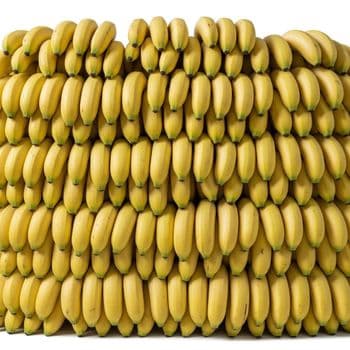 Fresh Banana Rich In Natural Energy And Essential Nutrients For Fresh Produce Importers And Retail Supply - TOSOH INTERNATIONAL - South Africa