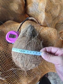 Semi Husked Coconut - FOB (EXW & CIF available) Form Whole Organic Yes Origin Indonesia - PT SINO ARGENT TRADING - Indonesia