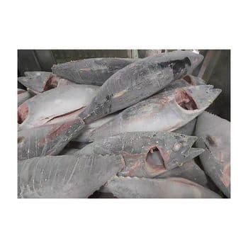 Premium quality frozen yellowfin tuna arranged for bulk buyers with fast delivery - BMU TRADING GMBH - Germany