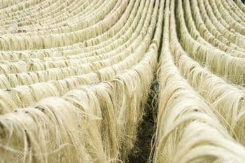 Sisal Fibre Material at Cheap Wholesale Price Including Natural Sisal Fiber for Silicone White Clothes Custom - AGRONOVA - United States