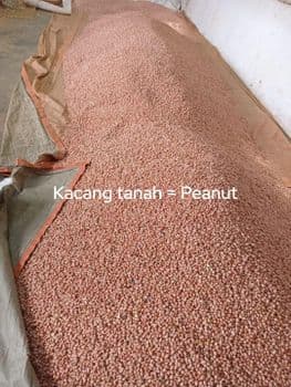 Java Peanuts Dried Size Larger Quality Better Color Brighter Grade A (super) Texture Crunchier Max. Moisture (%) 7-9% Packaging Jute sacks or polyethylene bags - CV. Sekawan Cipta Dinar - Indonesia