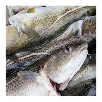 Wholesale Cheapest Price Supplier Of Fresh / Frozen  Atlantic cod Fish / Fillets (Seafood) Available For Export - Exigentelaxia Unipessoal Lda - Portugal