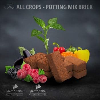 Coco Peat Origin India Features Organic Product Type Fruits & Vegetables, Rice - S A Export - India